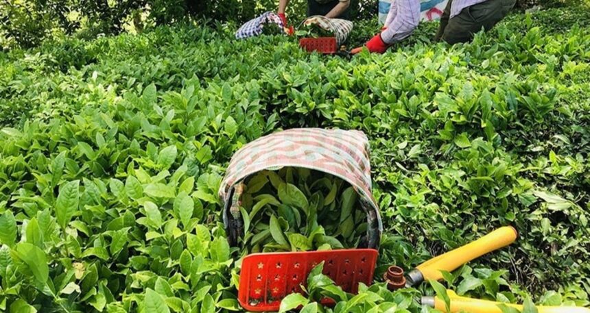 Seferberlik için 25 bin ton çay stokladı