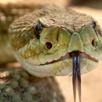 Şehir sokaklarında giderek daha fazla yılan ortaya çıkıyor! İşte asfalt seven sürüngenlerin artmasının nedeni…