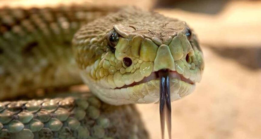 Şehir sokaklarında giderek daha fazla yılan ortaya çıkıyor! İşte asfalt seven sürüngenlerin artmasının nedeni…