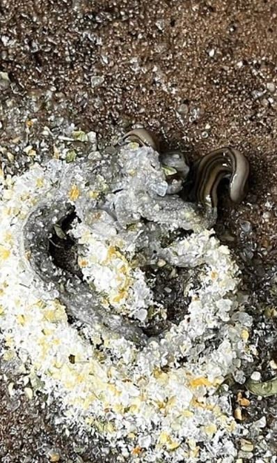 Şeytani yaratıklar 2 bölgeyi istila etti: Halk diken üstünde