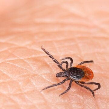 Sivas, Tokat ve Kayseri tedirgin: Kene istilasını böyle çözecekler!