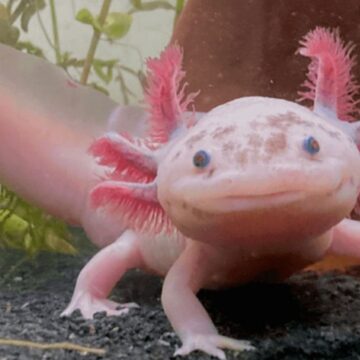 Sonsuzluğun anahtarı bu canlıda saklı