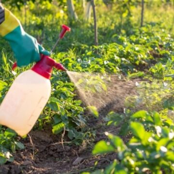 Tarım ilaçları tehlike saçıyor: Yeni bir pandemi gelebilir mi?