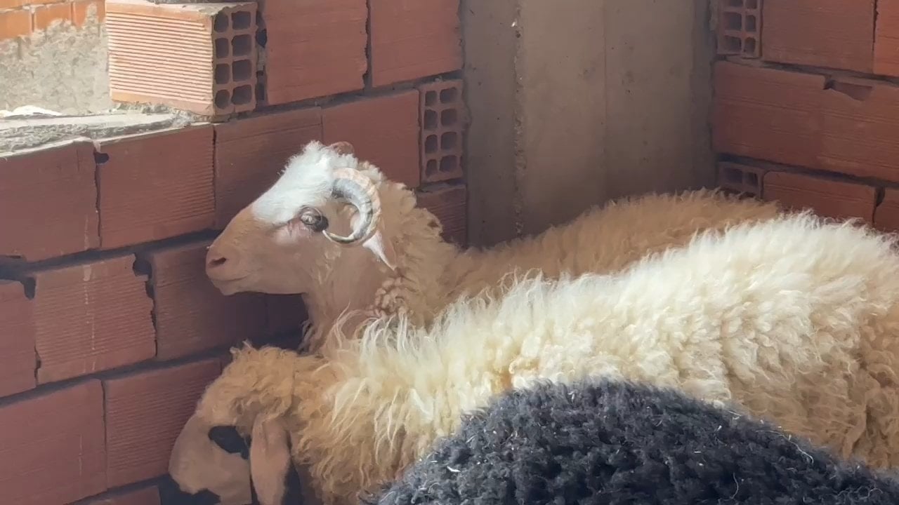 Üç katlı binanın üzerine kaçtı, kesilmekten kurtuldu