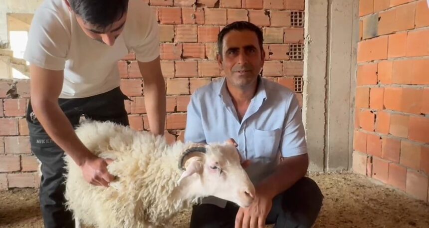 Üç katlı binanın üzerine kaçtı, kesilmekten kurtuldu