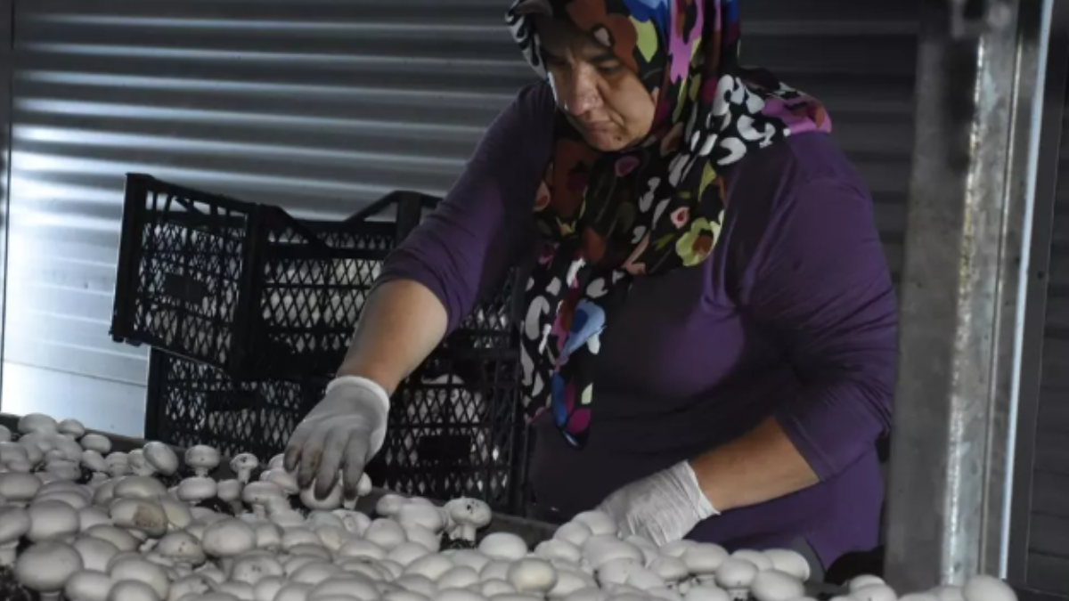 10 yıllık memurluğunu yakıp bu işe girdi: Ayda 15 ton satıyor, çok kazançlı