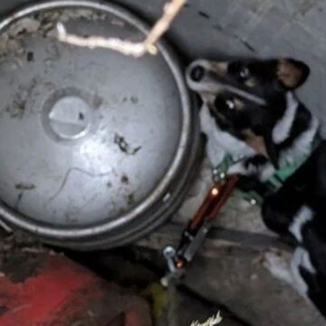 11 gün kuyuda kalan köpek kurtarıldı