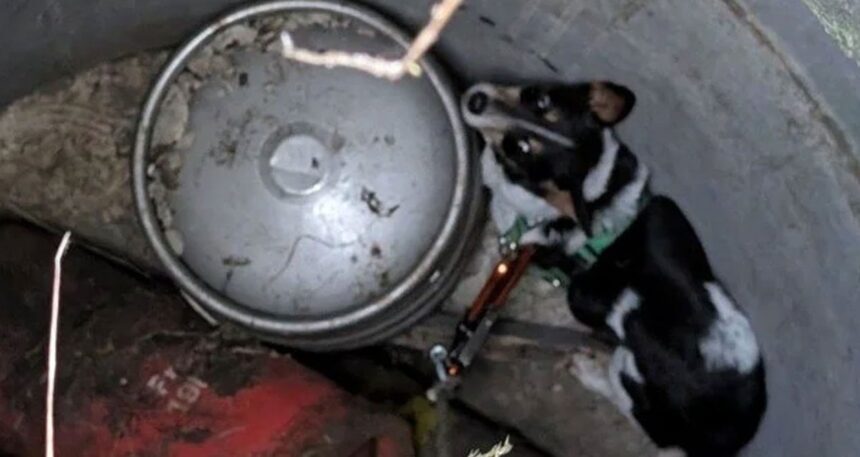 11 gün kuyuda kalan köpek kurtarıldı
