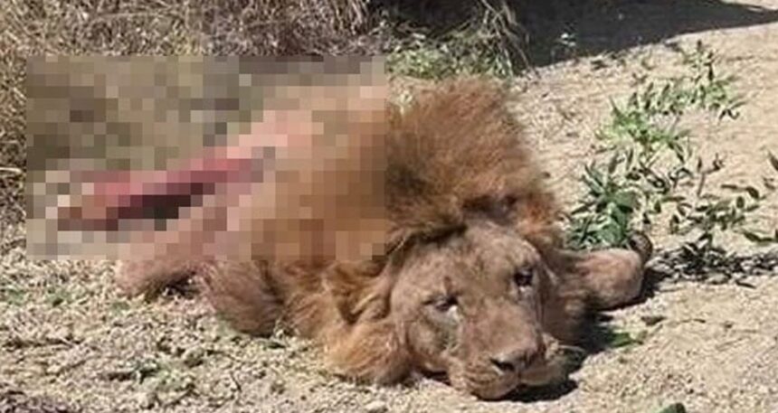 Antalya’da uyutmak yerine öldürülen aslan için suç duyurusu