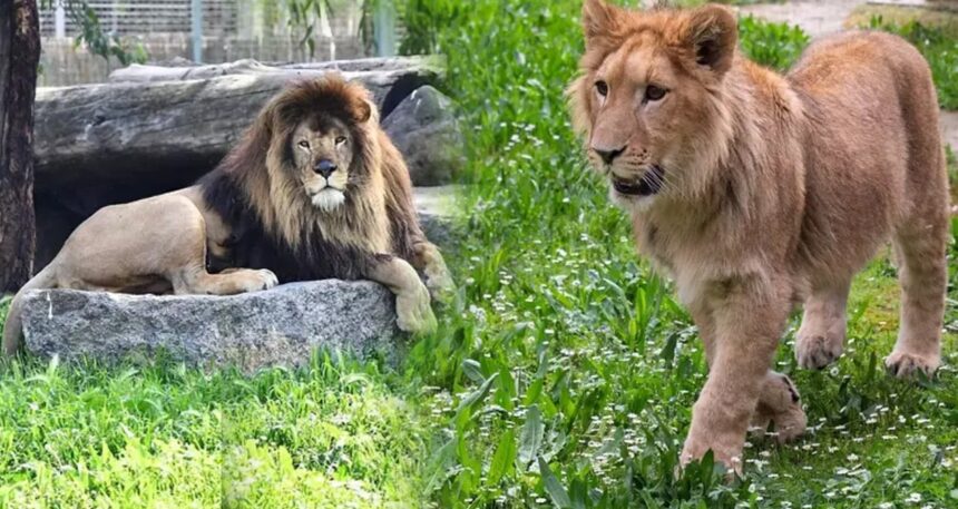 Bir aslan vakası da İzmir’de yaşandı: Beklenmedik saldırı canından etti