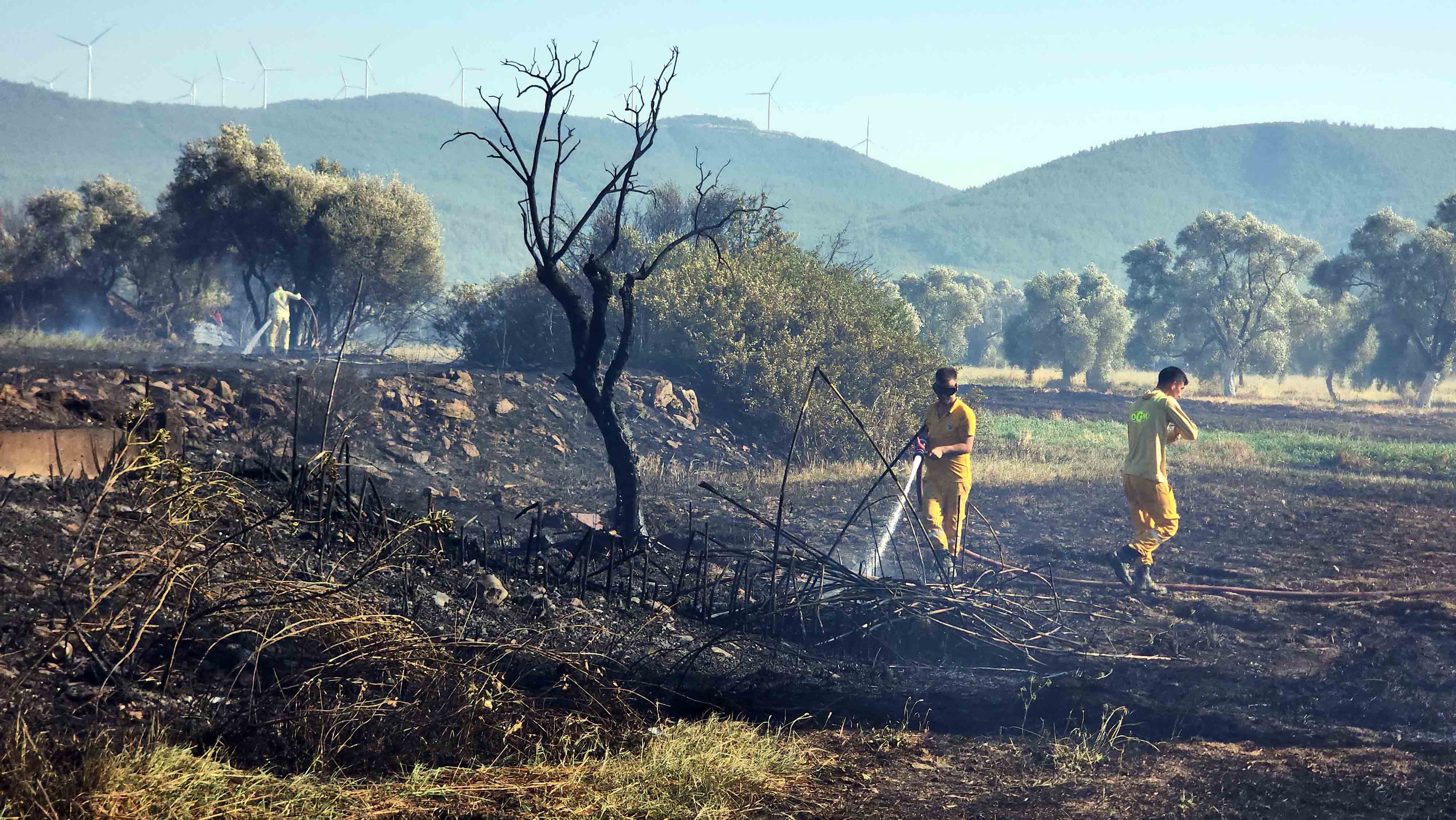 Bodrum’da yüzlerce zeytin ağacı kül oldu, büyük korku yaşandı