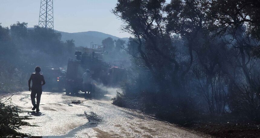 Bodrum’da yüzlerce zeytin ağacı kül oldu, büyük korku yaşandı