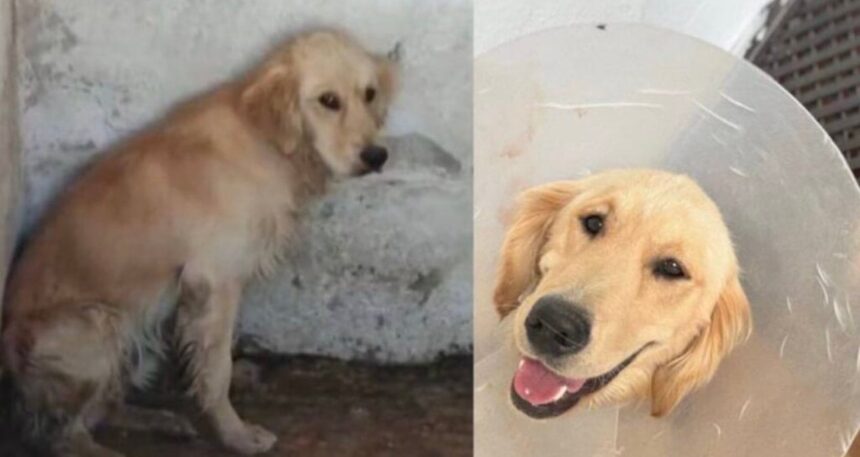 Denize girdiği için barınağa kapatılan köpek hastalıktan öldü