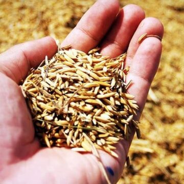 Doğru tohum tercihi kuraklıkta verim kaybını azaltıyor