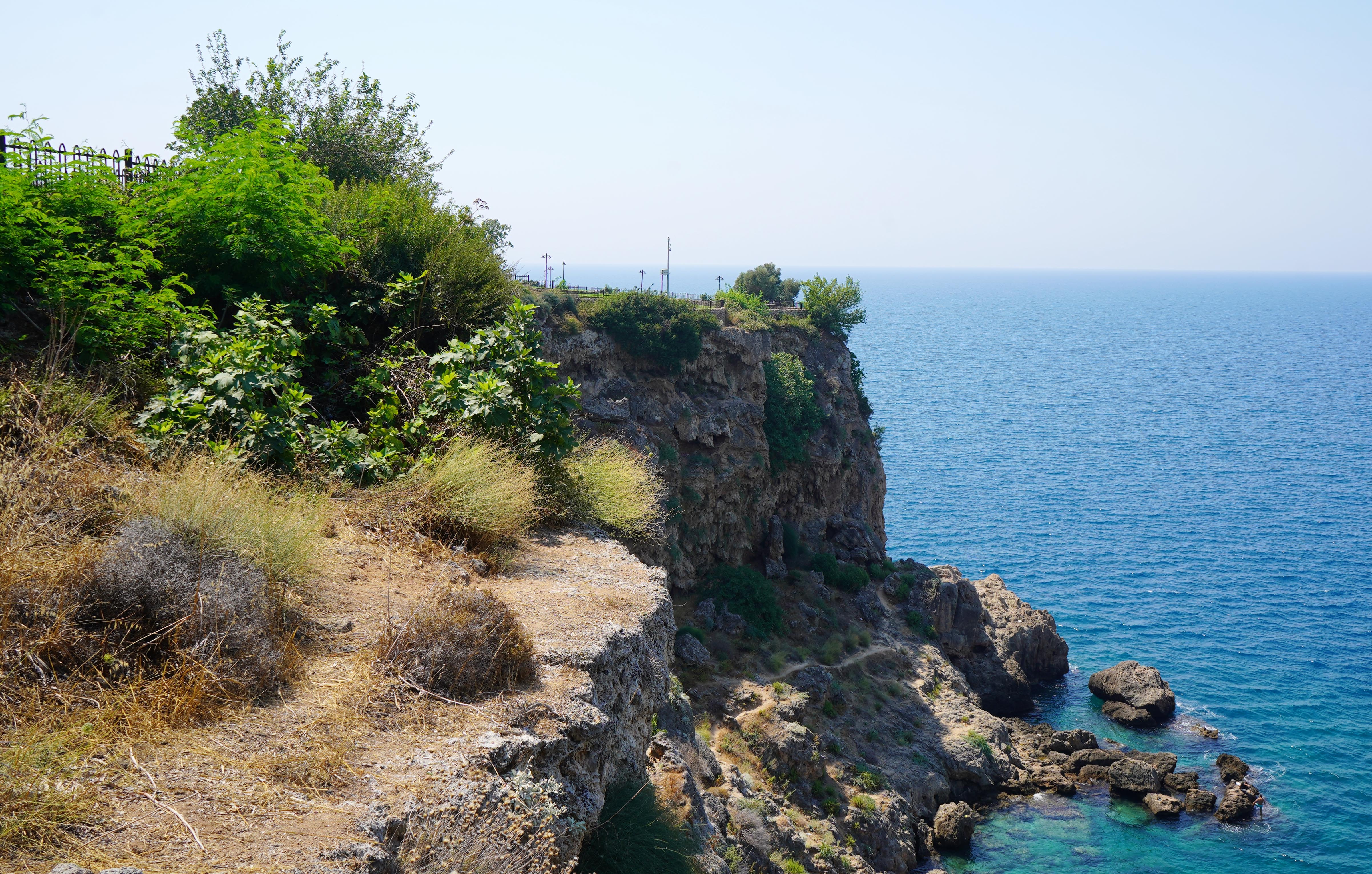Dünyada sadece bir yerde yetişiyordu... Antalya'daki yangın o türü bitirdi!