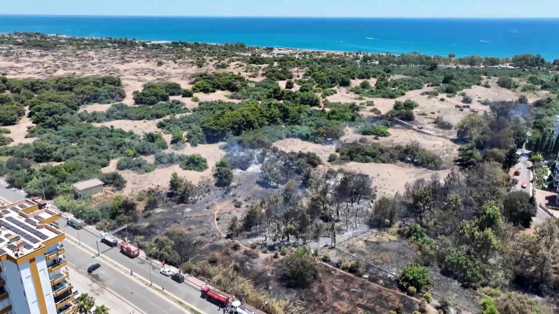 Dünyada sadece bir yerde yetişiyordu... Antalya'daki yangın o türü bitirdi!