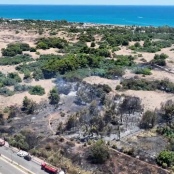 Dünyada sadece bir yerde yetişiyordu… Antalya’daki yangın o türü bitirdi!