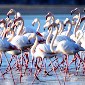 Flamingo cenneti sakin şehir olacak