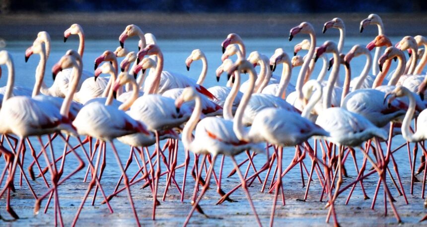 Flamingo cenneti sakin şehir olacak