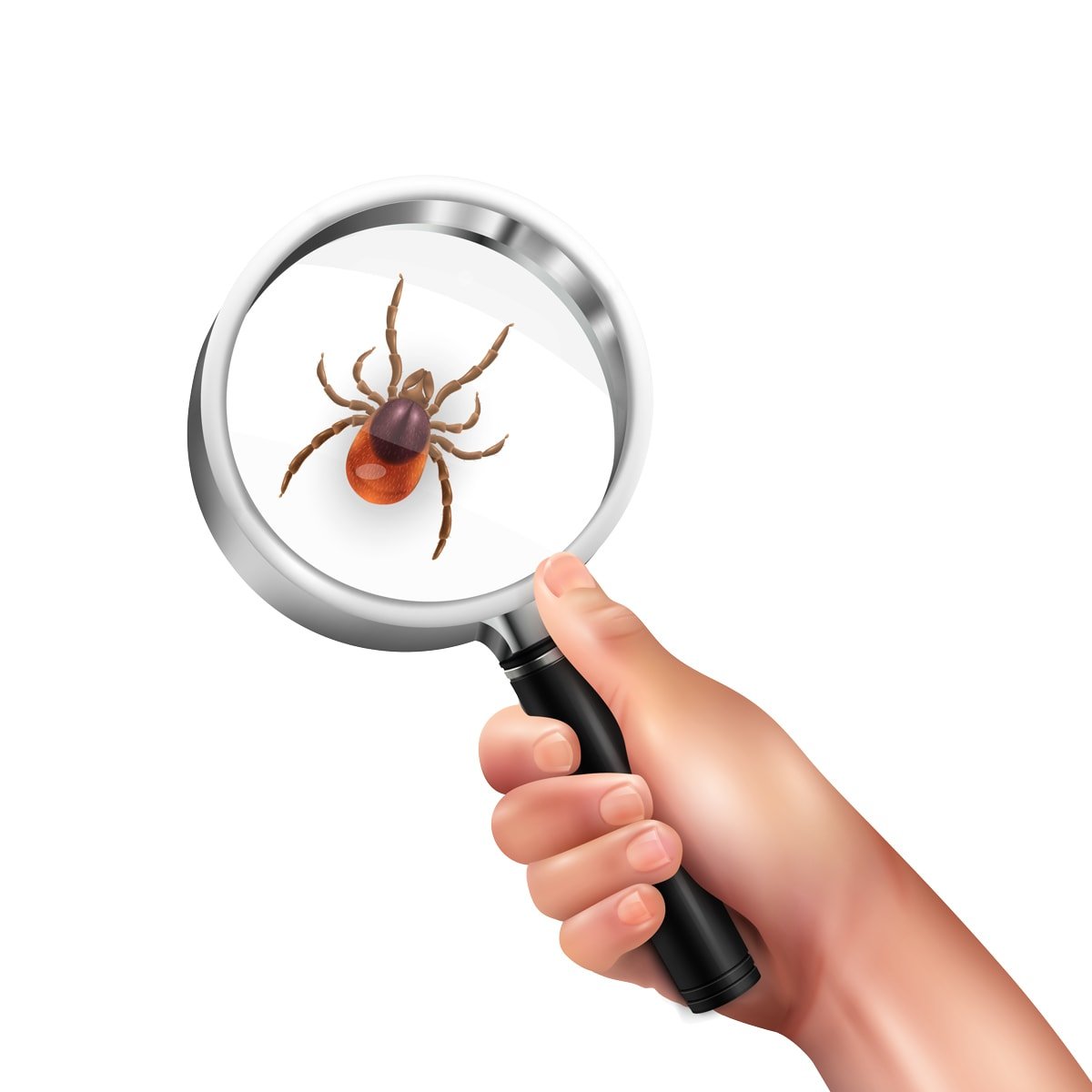 Gizli pandemi: Lyme