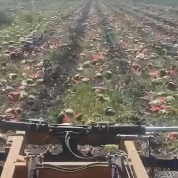 Halde kilosu 1 TL’ye kadar düştü, markette 14 TL’den satılıyor