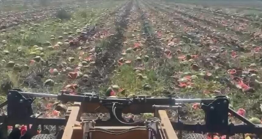 Halde kilosu 1 TL’ye kadar düştü, markette 14 TL’den satılıyor