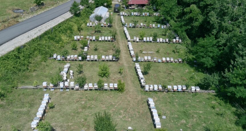 Hasadı bitti: Gür ormanlarda üretiliyor, kilosu altınla yarışıyor