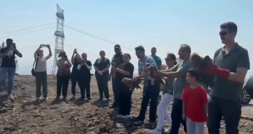 Hatay’da tedavi edilen yabani kuşlar yeniden doğaya kavuştu