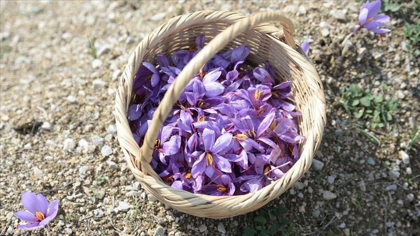 Kilosu 600 bin TL'ye fırlayınca Jandarma tarlada nöbet tutmaya başladı