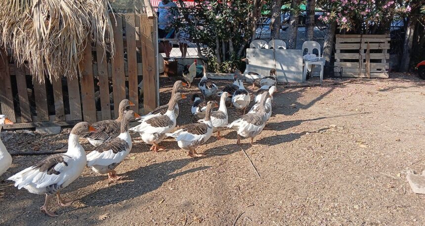 Kümese kapatılan kazlara tepkiler sonrası ‘şartlı tahliye’