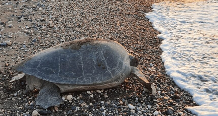 Mersin’de anaç kaplumbağaların kumsala çıkışlarında artış