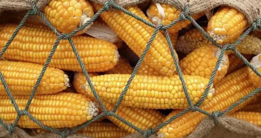 Mısır ithalatında yeni karar Resmi Gazete’de