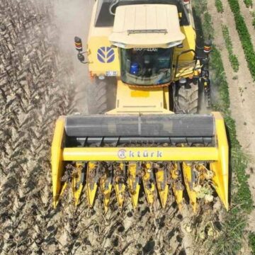 Osmaniye’de hasat başladı: 23 liradan satılacak