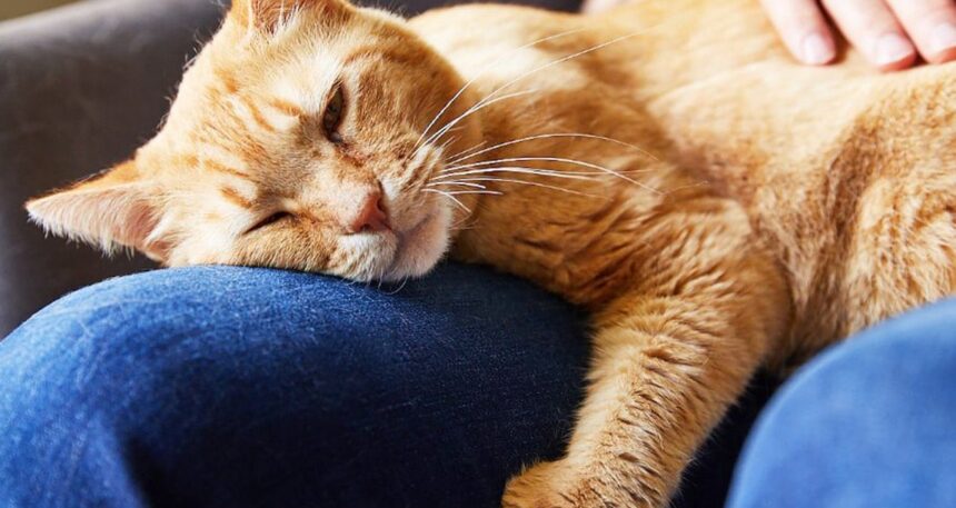 Sakaryalı hayvansever 10 günlük yaşam mücadelesini kaybetti: Kedi tüyü can aldı!