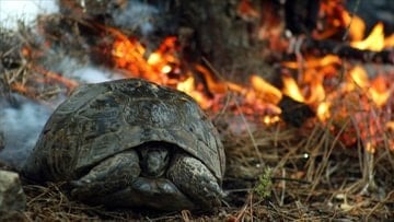 Son dakika: Peş peşe yangınlar çıkıyor... 50 bin kişi tahliye edildi... Komandolar harekete geçti