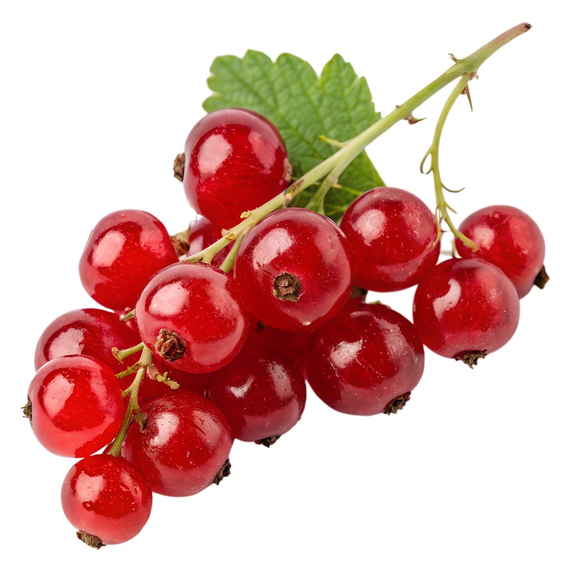 Vücudun toksin avcısı
