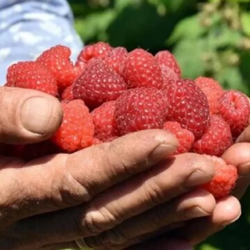 yaz-kis-hasat-ediliyor-30-dereceye-bile-bana-misin-demeden-canli-kaliyor-yiyenler-mest-ekenler-dwhHZD2F.jpg Yaz-kış hasat ediliyor, -30 dereceye bile “Bana mısın” demeden canlı kalıyor! Yiyenler mest, ekenler zengin !