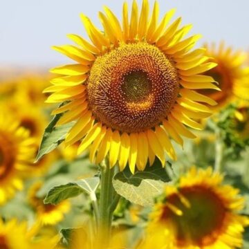 1,7 milyon kilo ayçiçeği ihaleyle satışa çıkarılıyor