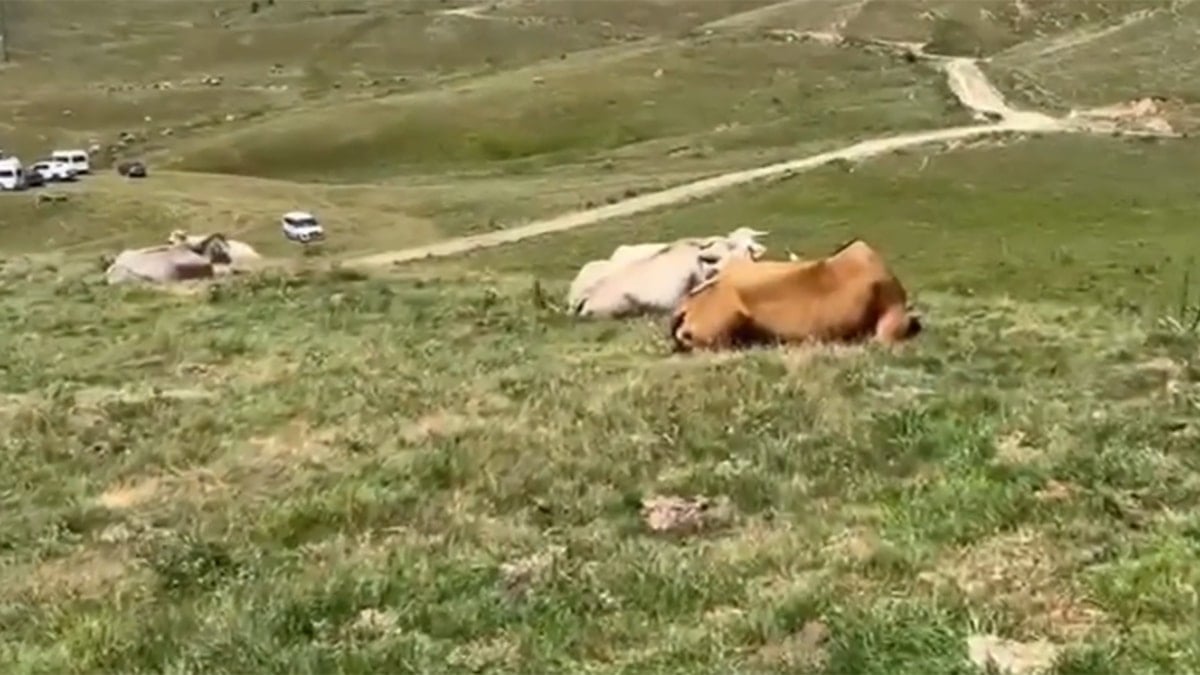 2 ilde başlayan hastalık hızla yayılıyor! Türkiye büyük bir tehlikeyle karşı karşıya