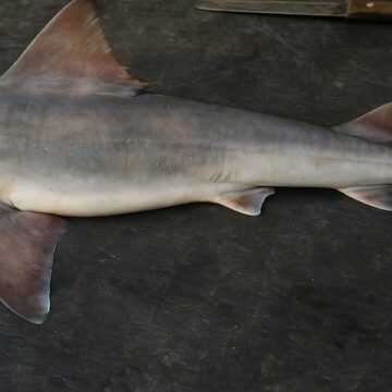 50 yıldır kayıptı, yeniden ortaya çıktı