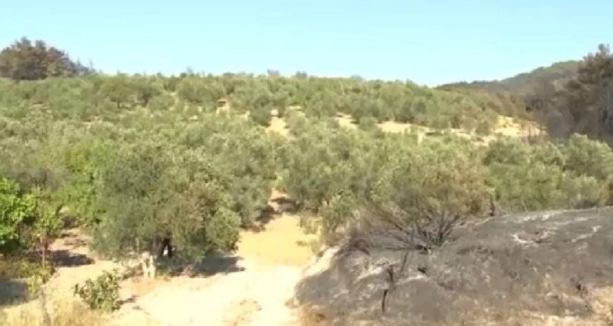 Alevler her yeri sardı, orası hiç etkilenmedi! Çanakkale’de akıllara durgunluk veren görüntü