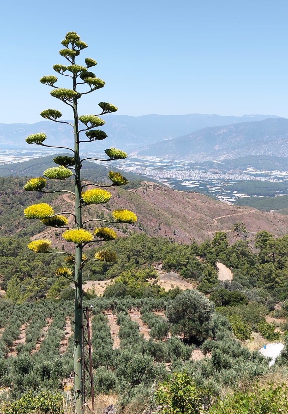 Antalya'da 30 yıl sonra görüldü, turistler görmek için oraya akın etti