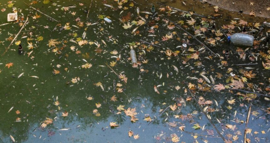 Antalya’da dere kuruyor, yüzlerce balık ölüyor: Endemik türler tehlikede