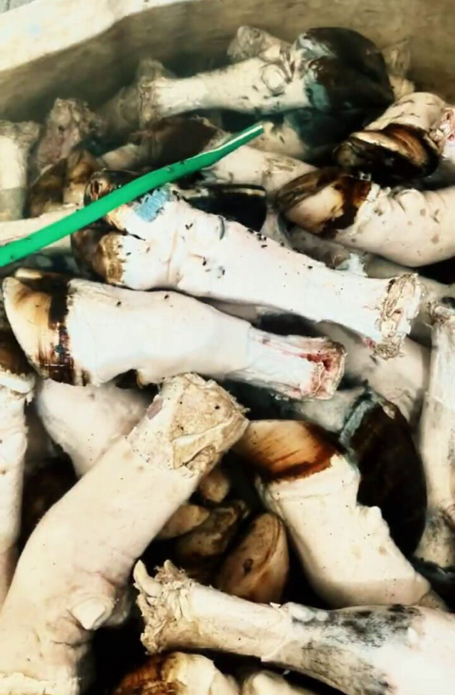 At ve eşek eti skandalını çok duymuştuk: Mide bulandıran rezalet