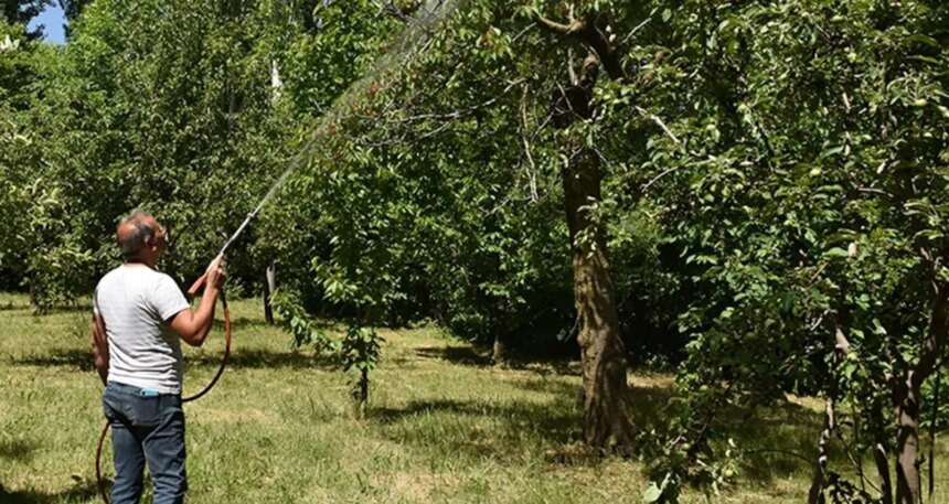 Avrupa’da yasaklandı, Türkiye’de kullanılacak: Kiraz ve şeftalide ‘köpek ilacı’ skandalı