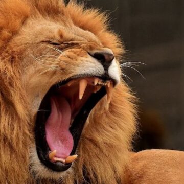 Avrupa’nın ortasında kanlı kampanya! Besledikleri evcil hayvanları yırtıcılara yem olması için hayvanat bahçesine bağışlıyorlar