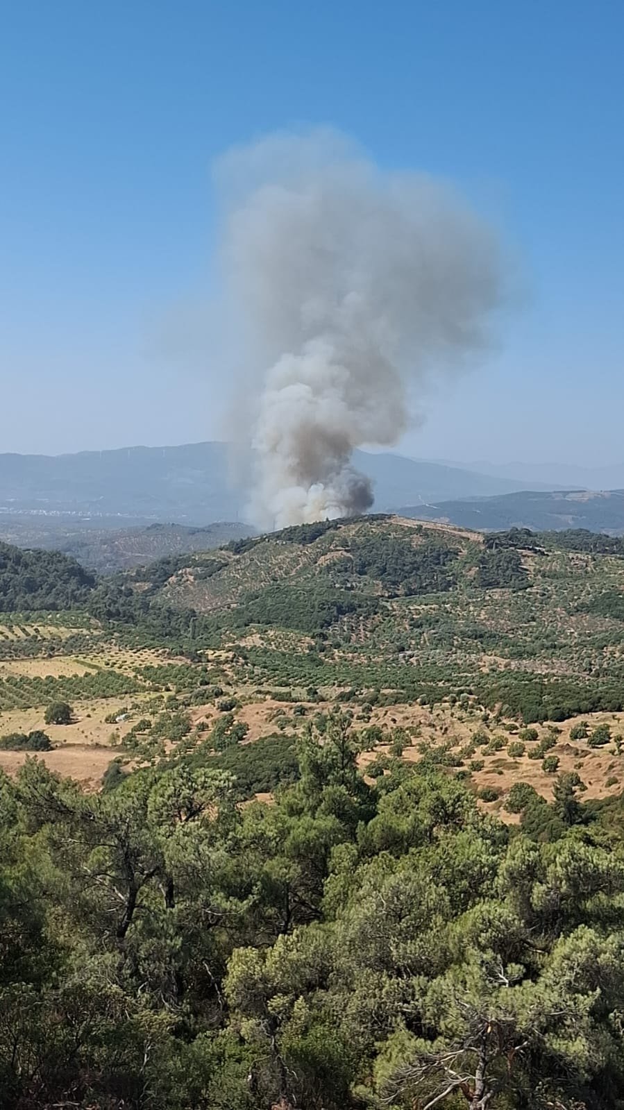 Aydın Germencik'te yangın çıktı
