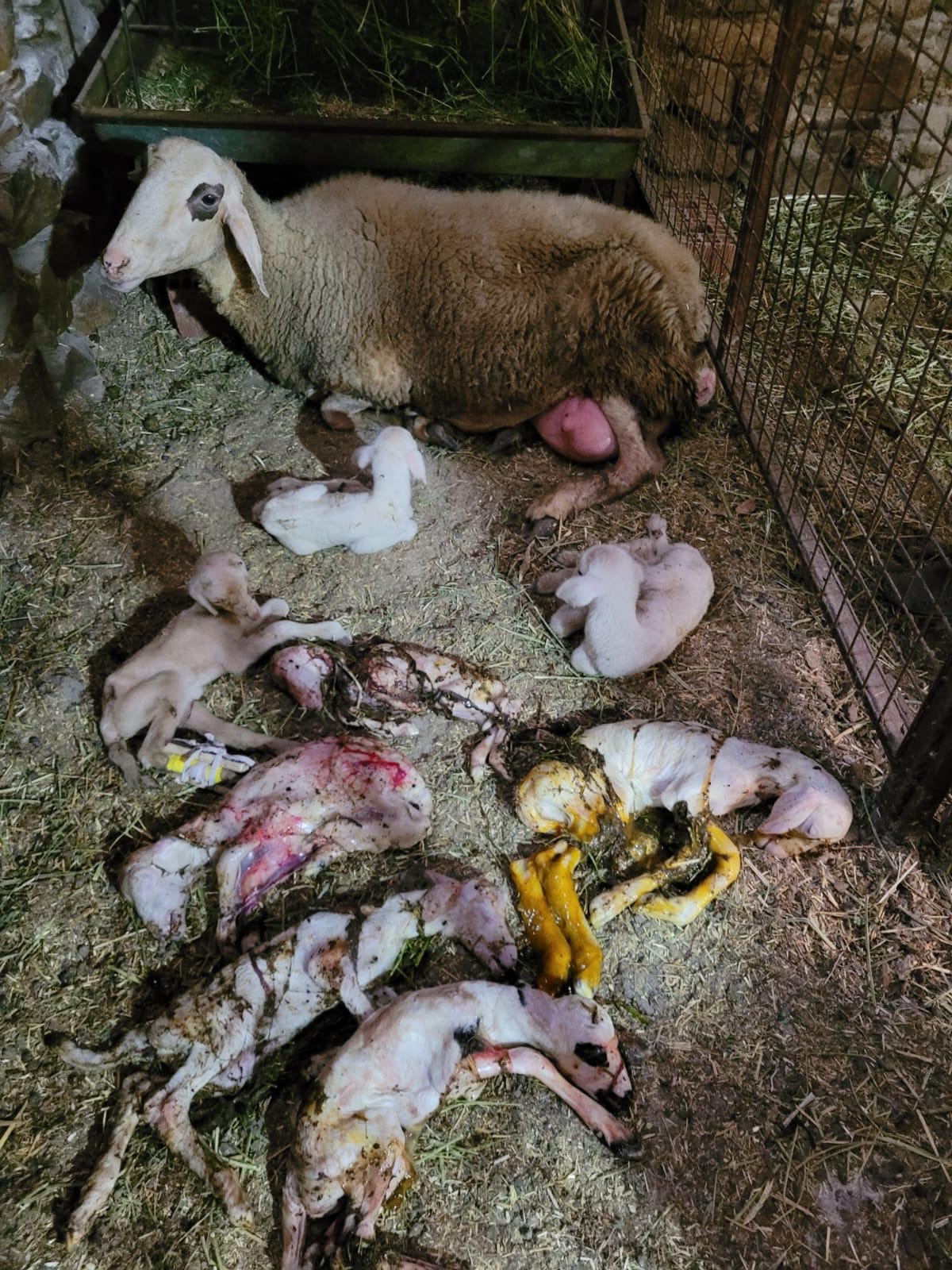 Aydın’da bir koyun aynı anda 8 kuzu doğurdu