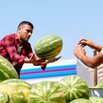 belediye-tonlarca-karpuz-satin-aldi-yUHReuFh.jpg Belediye tonlarca karpuz satın aldı