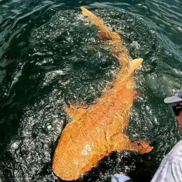 bir-ilk-turuncu-kopek-baligi-goruldu-vieZ256O.jpg Bir ilk: Turuncu köpek balığı görüldü